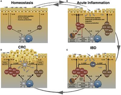 Frontiers | TH17 Cell And Epithelial Cell Crosstalk During Inflammatory ...